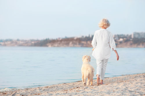 Activities to do With Aging Dogs
